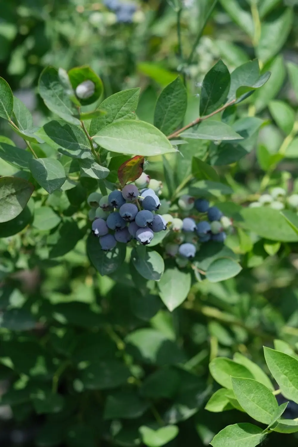 haki-yesil-gida-2222 https://haki.gokhan4.dev/wp-content/uploads/2024/08/haki-yesil-gida-2222.webp