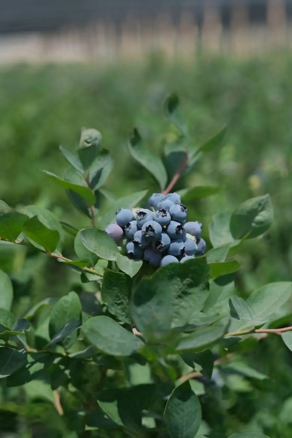 haki-yesil-gida-33 https://haki.gokhan4.dev/wp-content/uploads/2024/08/haki-yesil-gida-33.webp