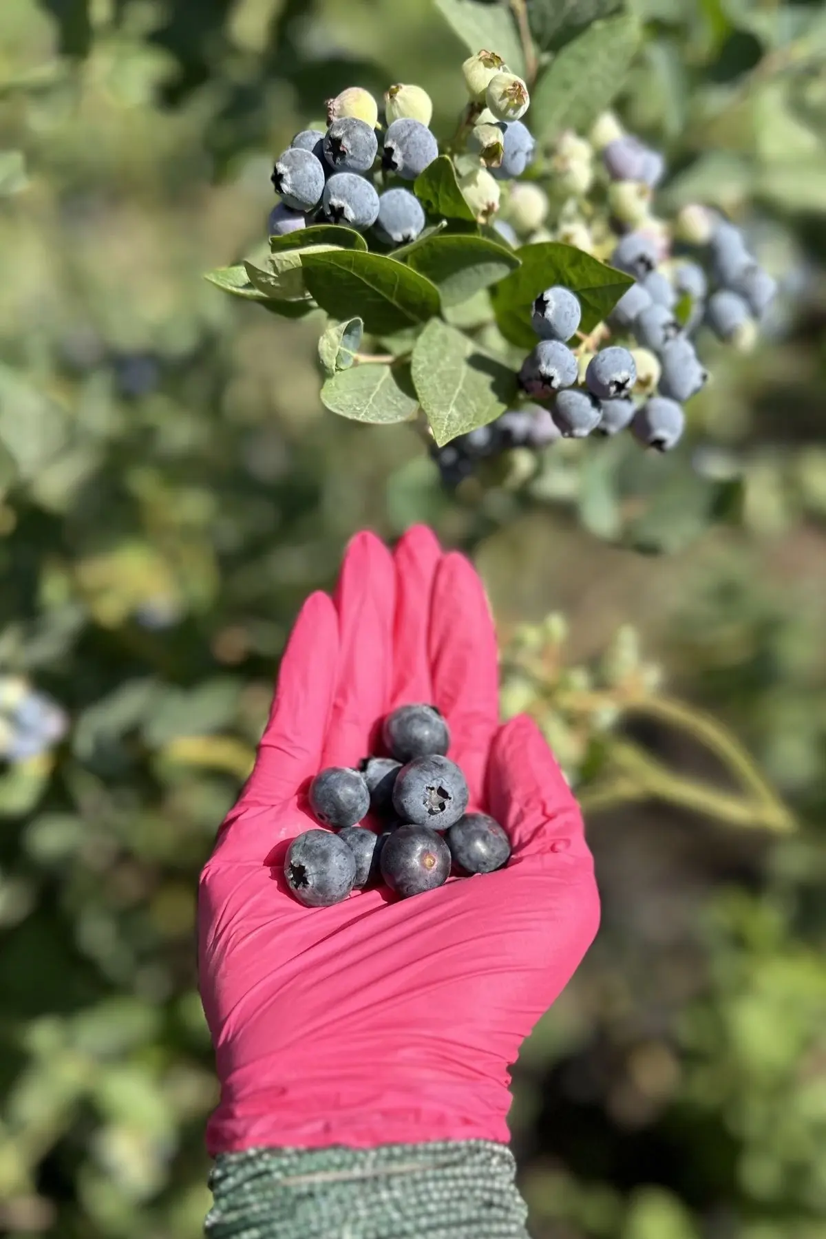 hakkimizda-yaban-mersini-2 https://haki.gokhan4.dev/wp-content/uploads/2024/08/hakkimizda-yaban-mersini-2.webp