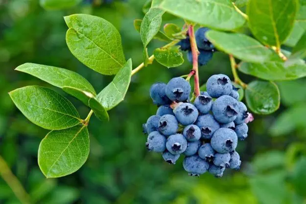 yaban-mersini-2 https://haki.gokhan4.dev/wp-content/uploads/2024/08/yaban-mersini-2.webp