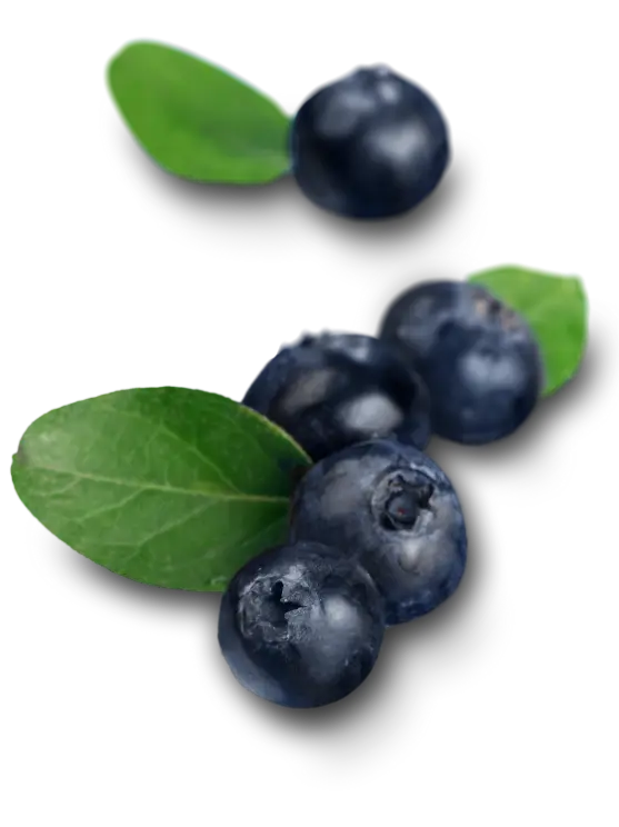 yaban-mersini-hareketli https://haki.gokhan4.dev/wp-content/uploads/2024/08/yaban-mersini-hareketli.webp